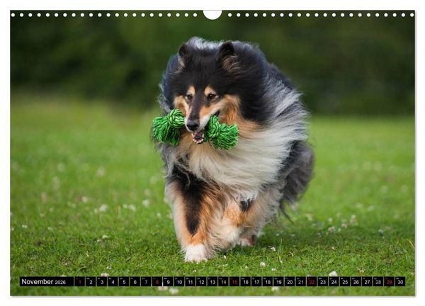 Produktbild: Collie - Mein bester Freund (Wandkalender 2026 DIN A3 quer), CALVENDO Monatskalender