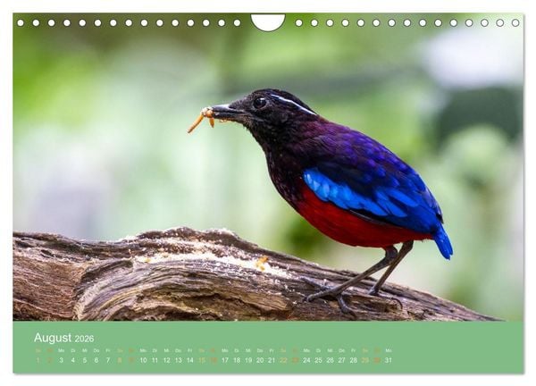 Produktbild: Zwischen Nebel und Baumriesen - V&ouml;gel Borneos (Wandkalender 2026 DIN A4 quer), CALVENDO Monatskalender