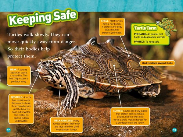 Produktbild: Turtles and Tortoises