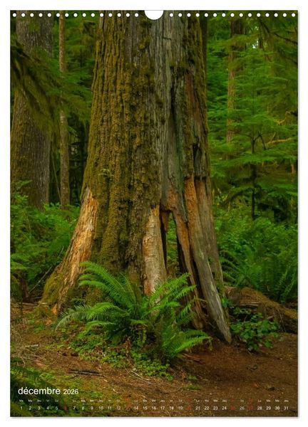 Produktbild: G&eacute;ants verts de la for&ecirc;t (Calendrier mural 2026 DIN A3 horizontal), CALVENDO calendrier mensuel