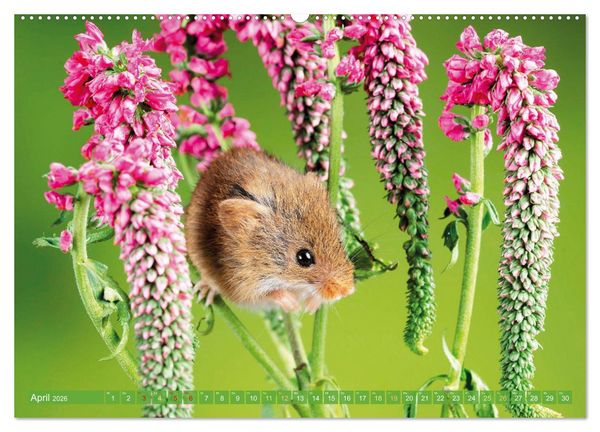 Produktbild: Zauberhafte M&auml;use: Von wegen nur Grau (hochwertiger Premium Wandkalender 2026 DIN A2 quer), Kunstdruck in Hochglanz