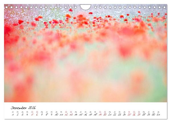 Produktbild: Mohnwiesen (Wandkalender 2026 DIN A4 quer), CALVENDO Monatskalender