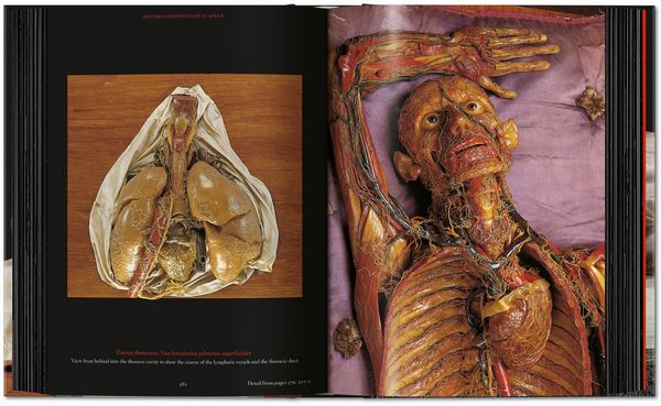 Produktbild: Anatomical Waxes. 45th Ed.