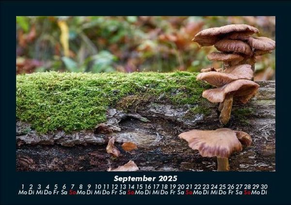 Produktbild: Pilzkalender 2025 Fotokalender DIN A5
