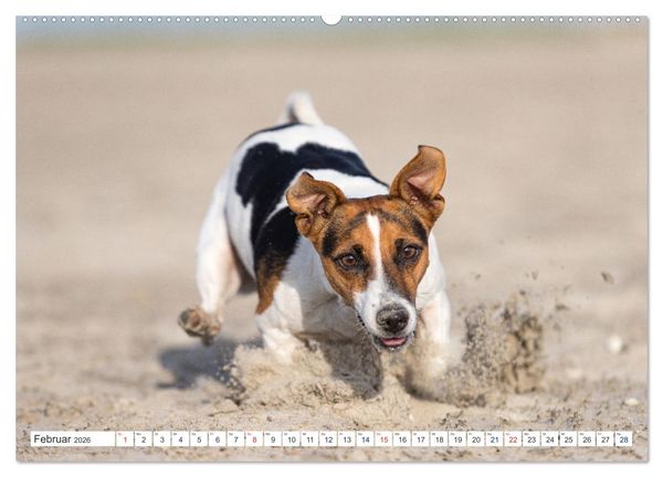 Produktbild: Jack Russell - Klein, aber oho! (Wandkalender 2026 DIN A2 quer), CALVENDO Monatskalender