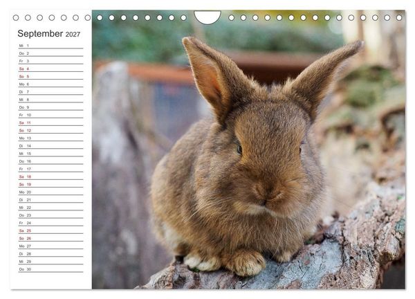 Produktbild: Eine gl&uuml;ckliche Kaninchenfamilie (Wandkalender 2027 DIN A4 quer), CALVENDO Monatskalender