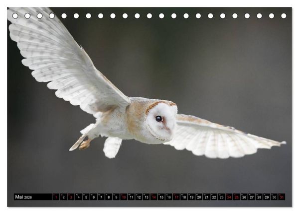 Produktbild: Greifv&ouml;gel und Eulen (Tischkalender 2026 DIN A5 quer), CALVENDO Monatskalender