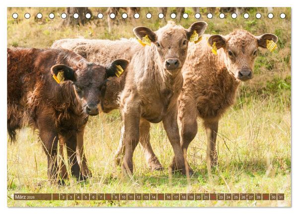 Produktbild: Galloway K&auml;lbchen - Liebenswert und lockig (Tischkalender 2026 DIN A5 quer), CALVENDO Monatskalender