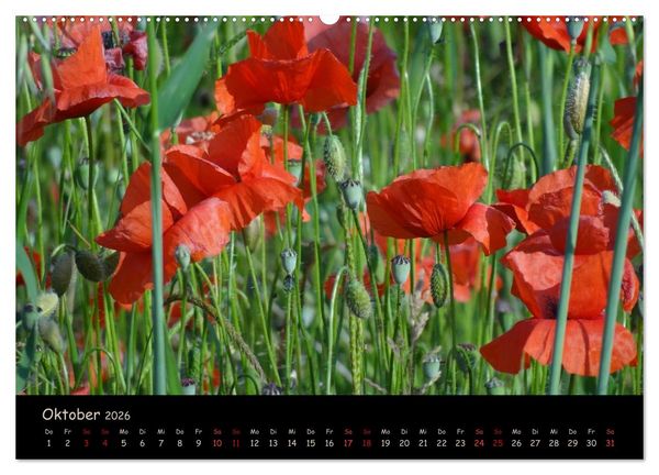 Produktbild: Just Mohn (Wandkalender 2026 DIN A2 quer), CALVENDO Monatskalender