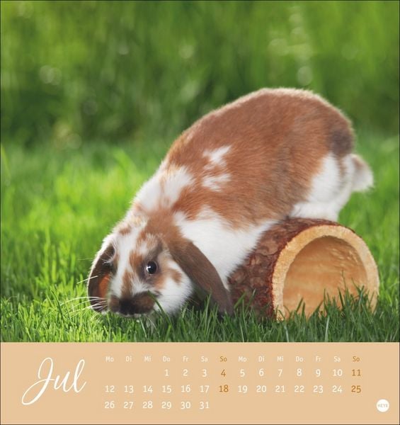 Produktbild: S&uuml;&szlig;e Kaninchen Postkartenkalender 2027