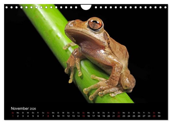 Produktbild: Fr&ouml;sche (Wandkalender 2026 DIN A4 quer), CALVENDO Monatskalender