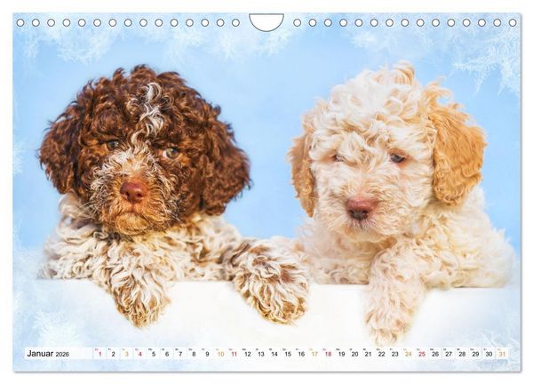 Produktbild: Lagotto Romagnolo - der Tr&uuml;ffelhund Italiens (Wandkalender 2026 DIN A4 quer), CALVENDO Monatskalender