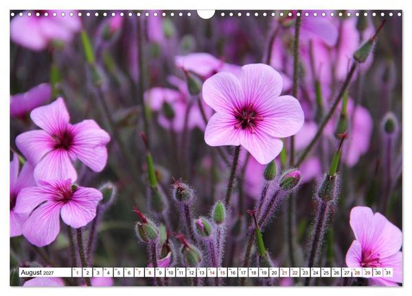 Produktbild: Bl&uuml;tenzauber auf Madeira. Wildblumen und Ziergew&auml;chse (Wandkalender 2027 DIN A3 quer), CALVENDO Monatskalender