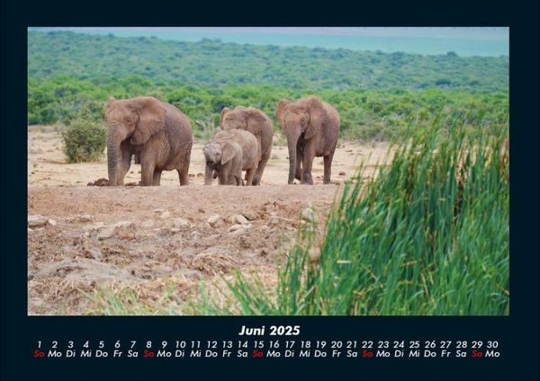 Produktbild: Elefanten 2025 Fotokalender DIN A4