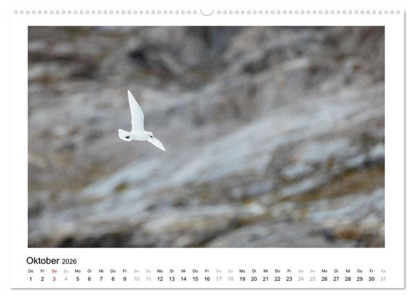 Produktbild: Fauna arctica (Wandkalender 2026 DIN A2 quer), CALVENDO Monatskalender