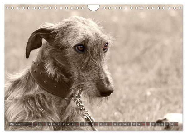 Produktbild: Galgo eye-catcher (Wandkalender 2026 DIN A4 quer), CALVENDO Monatskalender