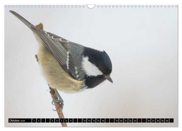 Produktbild: V&ouml;gel aus dem Garten (Wandkalender 2026 DIN A3 quer), CALVENDO Monatskalender