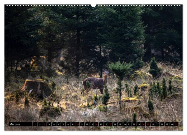 Produktbild: Arnsberger Wald (hochwertiger Premium Wandkalender 2026 DIN A2 quer), Kunstdruck in Hochglanz