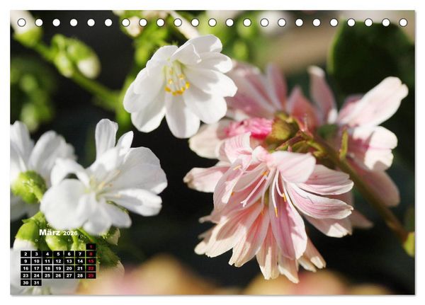 Produktbild: Lewisia, das Porzellanr&ouml;schen (Tischkalender 2026 DIN A5 quer), CALVENDO Monatskalender