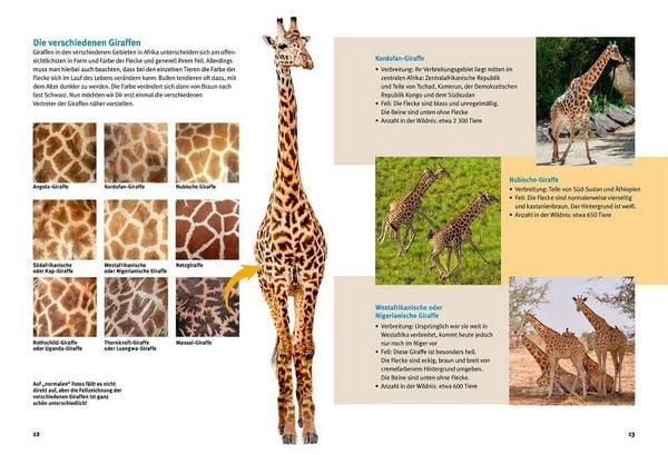 Produktbild: Entdecke die Giraffen