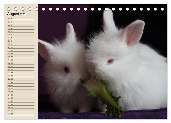 Produktbild: Kaninchen und Hasen (Tischkalender 2026 DIN A5 quer), CALVENDO Monatskalender