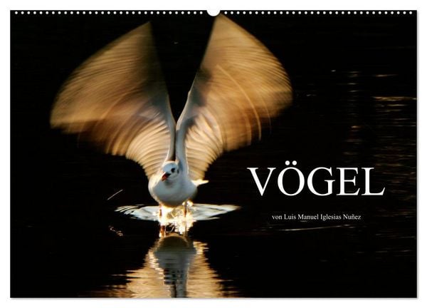 VÖGEL (Wandkalender 2026 DIN A2 quer), CALVENDO Monatskalender