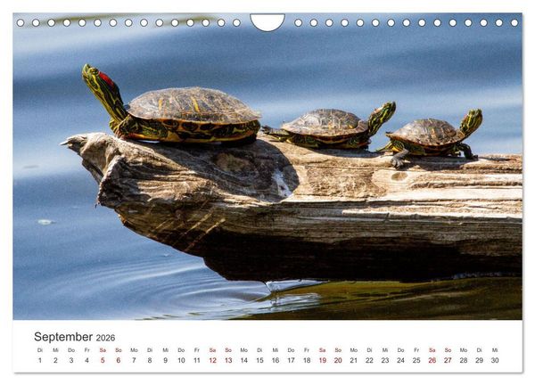 Produktbild: Schildkr&ouml;ten - Die gepanzerten Tiere. (Wandkalender 2026 DIN A4 quer), CALVENDO Monatskalender