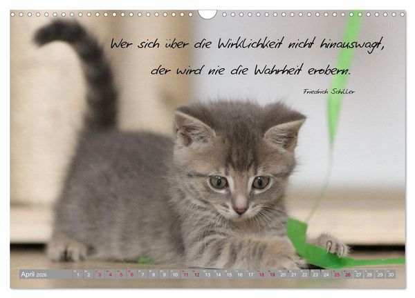 Produktbild: Katzenkinder - zauberhafte Wesen (Wandkalender 2026 DIN A3 quer), CALVENDO Monatskalender