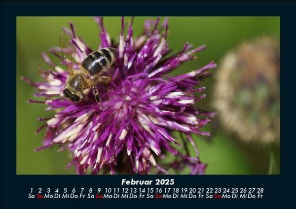 Produktbild: Pflanzen und Bl&uuml;ten 2025 Fotokalender DIN A5
