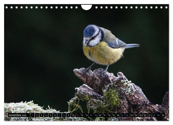 Produktbild: Mes anges bleus en &Icirc;le-de-France (Calendrier mural 2026 DIN A4 vertical), CALVENDO calendrier mensuel