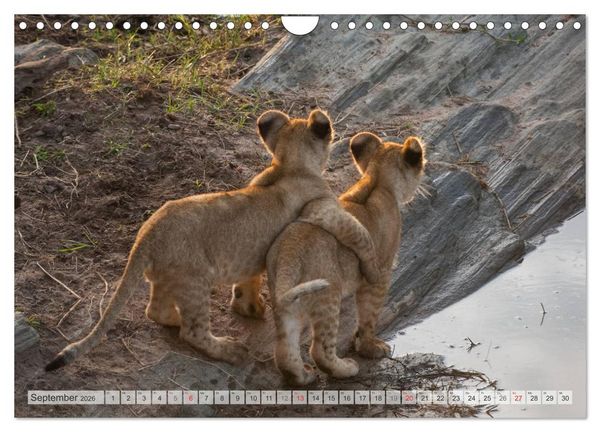 Produktbild: Emotionale Momente: Liebenswerte L&ouml;wenbabys / CH-Version (Wandkalender 2026 DIN A4 quer), CALVENDO Monatskalender