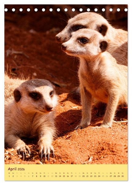 Produktbild: Erdm&auml;nnchen - Eine Kolonie in der Kalahari (Tischkalender 2026 DIN A5 hoch), CALVENDO Monatskalender