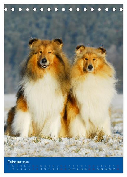 Produktbild: Traumhund Collie - Gl&uuml;ck auf vier Pfoten (Tischkalender 2026 DIN A5 hoch), CALVENDO Monatskalender
