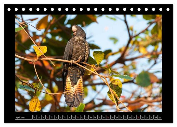 Produktbild: V&ouml;gel von "Down Under" Australien (Tischkalender 2027 DIN A5 quer), CALVENDO Monatskalender
