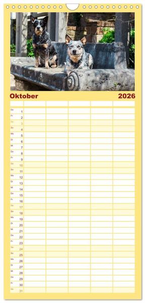 Produktbild: Familienplaner 2026 - Australian Cattle Dogs zwischen Kunst und Kultur mit 5 Spalten (Wandkalender, 21 x 45 cm) CALVENDO