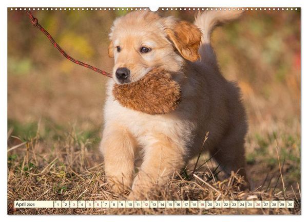 Produktbild: Golden Retriever - Freunde auf 4 Pfoten (hochwertiger Premium Wandkalender 2026 DIN A2 quer), Kunstdruck in Hochglanz