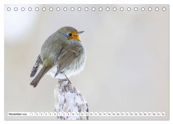 Produktbild: Geliebtes Rotkehlchen (Tischkalender 2026 DIN A5 quer), CALVENDO Monatskalender