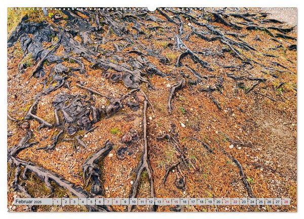 Produktbild: Das Element Holz - Ein Sinnbild (hochwertiger Premium Wandkalender 2026 DIN A2 quer), Kunstdruck in Hochglanz