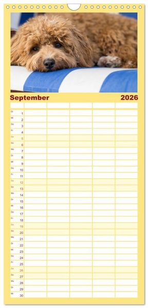 Produktbild: Familienplaner 2026 - Maltipoo - Malteser -Pudel mit 5 Spalten (Wandkalender, 21 x 45 cm) CALVENDO