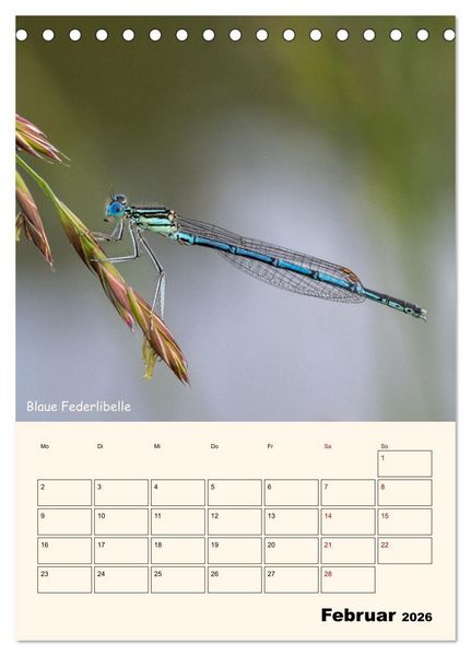 Produktbild: Libellen - Flugk&uuml;nstler in Bayern (Tischkalender 2026 DIN A5 hoch), CALVENDO Monatskalender
