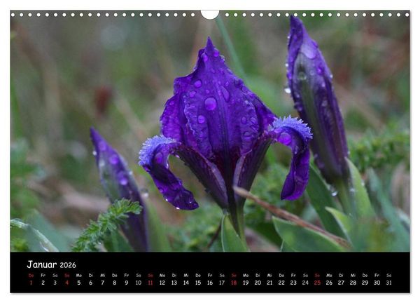 Produktbild: Naturjuwelen - Neusiedler See (Wandkalender 2026 DIN A3 quer), CALVENDO Monatskalender