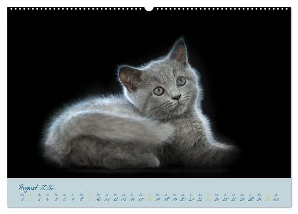 Produktbild: Ein kleiner Kater entdeckt die Welt! (Wandkalender 2026 DIN A2 quer), CALVENDO Monatskalender