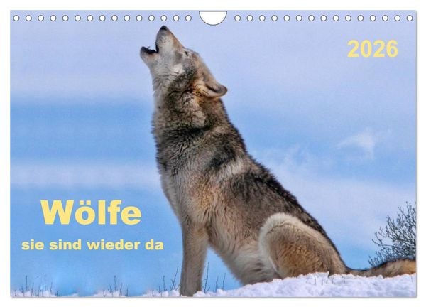 Wölfe - sie sind wieder da (Wandkalender 2026 DIN A4 quer), CALVENDO Monatskalender