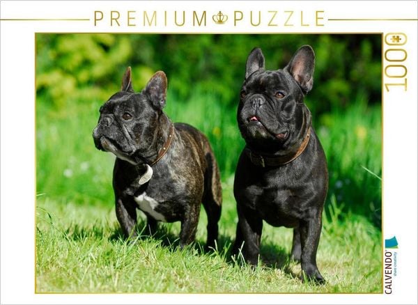 Produktbild: CALVENDO Puzzle Franz&ouml;sische Bulldogge P&auml;rchen | 1000 Teile Lege-Gr&ouml;&szlig;e 64x48cm Foto-Puzzle f&uuml;r gl&uuml;ckliche Stunden