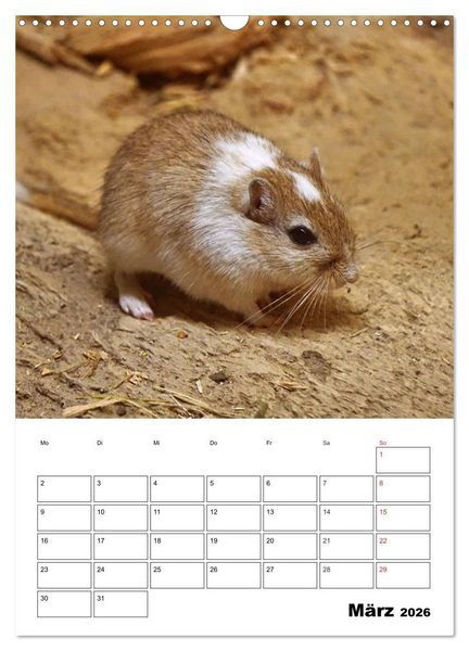 Produktbild: Lustige Rennm&auml;use (Wandkalender 2026 DIN A3 hoch), CALVENDO Monatskalender