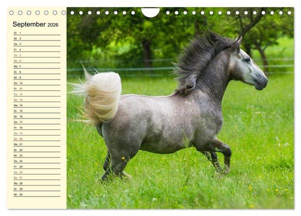 Produktbild: Traumpferd Lipizzaner (Wandkalender 2026 DIN A4 quer), CALVENDO Monatskalender