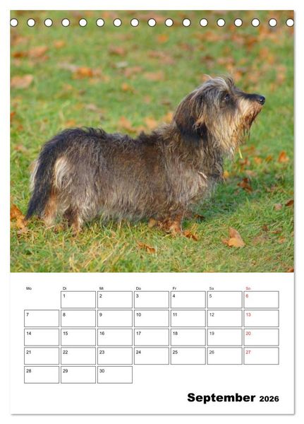 Produktbild: Liebenswerte Zwergrauhaardackel (Tischkalender 2026 DIN A5 hoch), CALVENDO Monatskalender