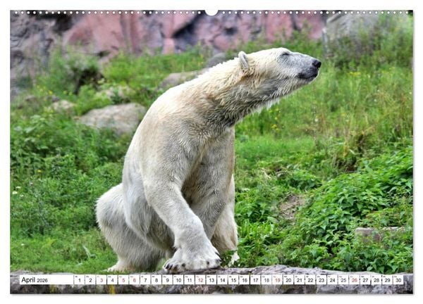 Produktbild: B&auml;ren - Der Eisb&auml;r und der Kamtschatka-Braunb&auml;r (hochwertiger Premium Wandkalender 2026 DIN A2 quer), Kunstdruck in Hochglanz