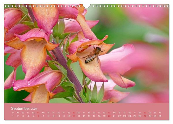 Produktbild: Fauna trifft Flora - Tierischer Besuch im Pflanzenreich (Wandkalender 2026 DIN A3 quer), CALVENDO Monatskalender