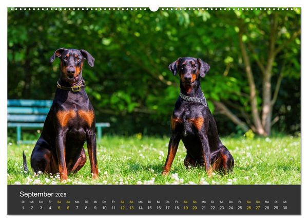Produktbild: Dobermann 2026 (hochwertiger Premium Wandkalender 2026 DIN A2 quer), Kunstdruck in Hochglanz
